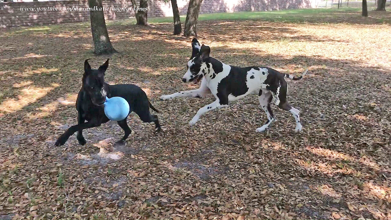 Happy Great Danes Love To Run and Play Ball Games ~ 2000 th Video