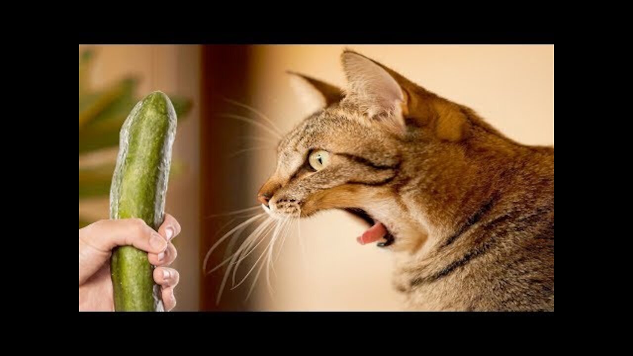 Funniest Moment When Cat Scared-Funny Cat Video