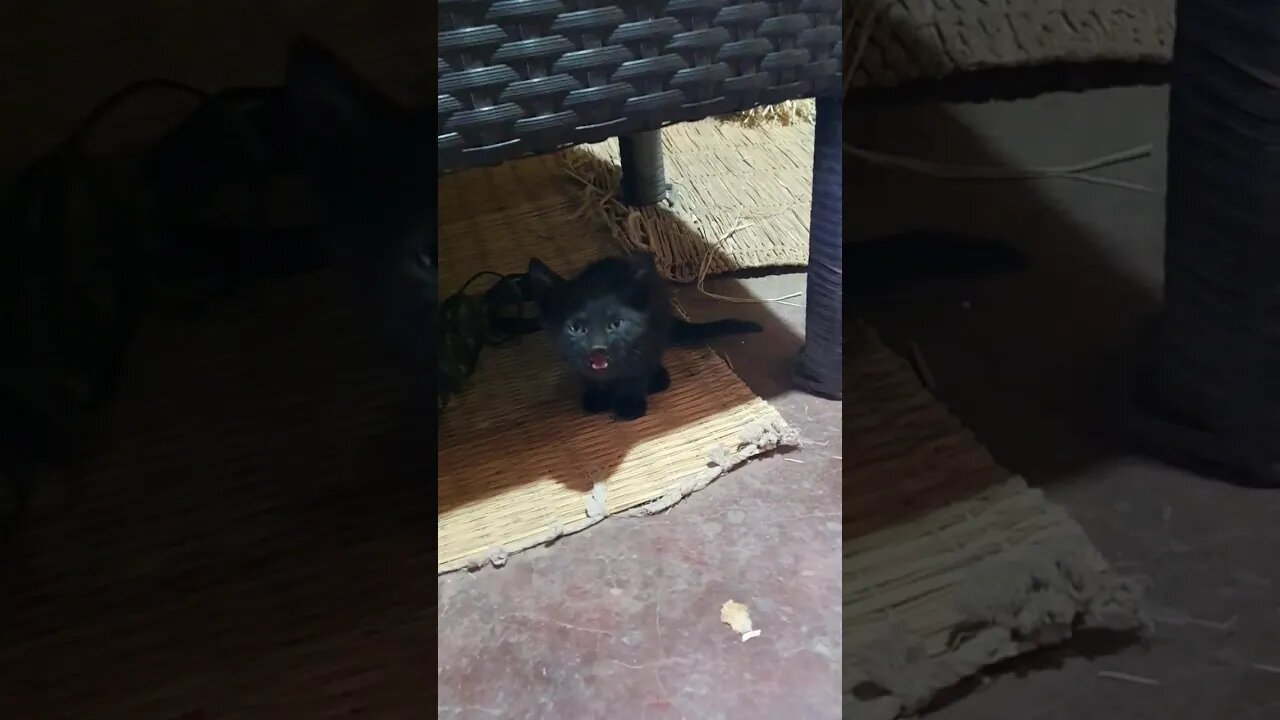 THE CUTEST CAT MEOW EVER!!! 😍🐈‍⬛️ #shorts #cat #cute #viral