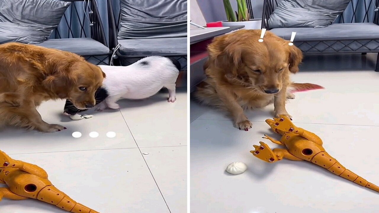 This dog is hungry and its owner is not eating it and what it imposed in