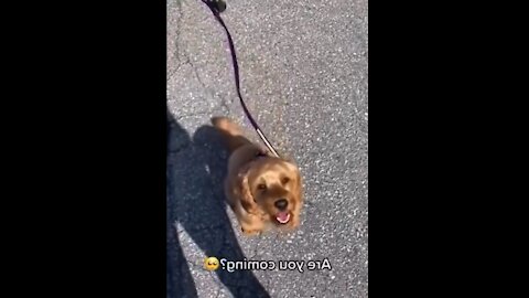 Cute And funny dog Video