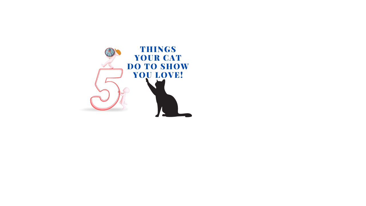 5 Things your cat will do!