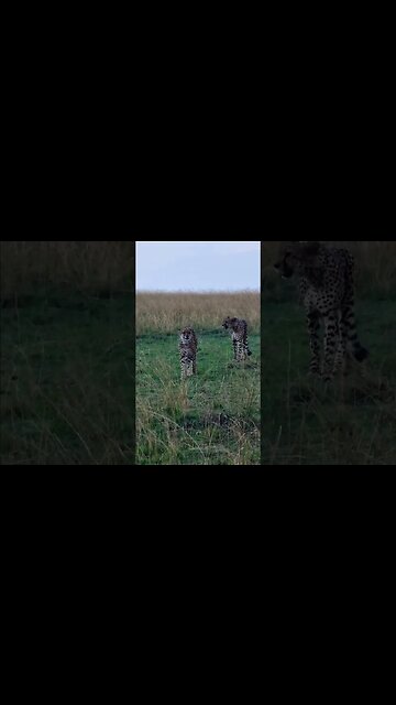 Cheetah Patrol! #Wildlife | #ShortsAfrica