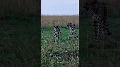 Cheetah Patrol! #Wildlife | #ShortsAfrica