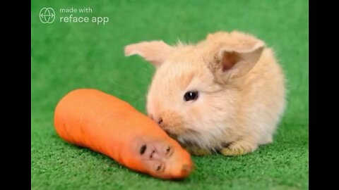 The Ultimate Donald Trump Baby Carrot Meme!