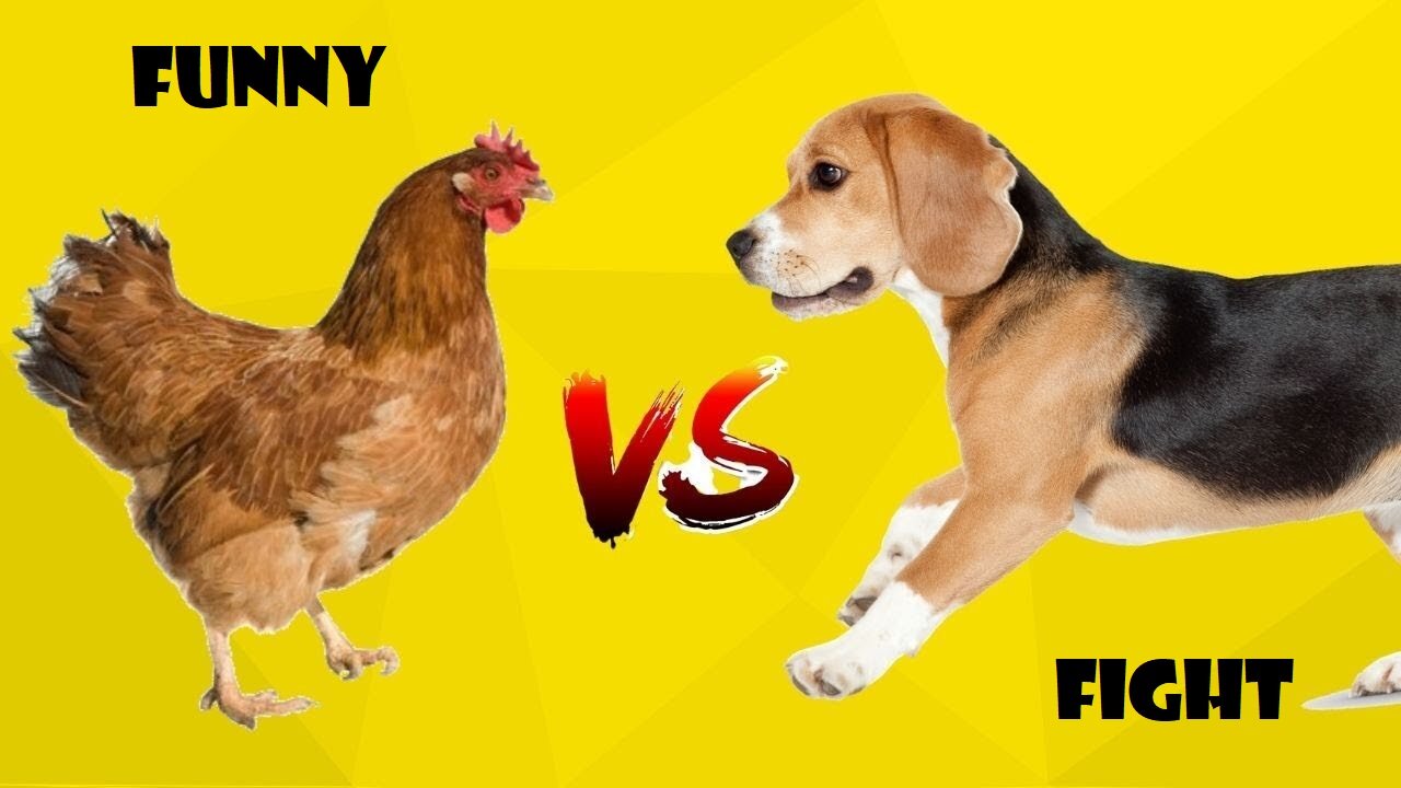 Chicken VS Dog Fight - Funny Dog Chicken Fight Video, Viral 2022 Videos