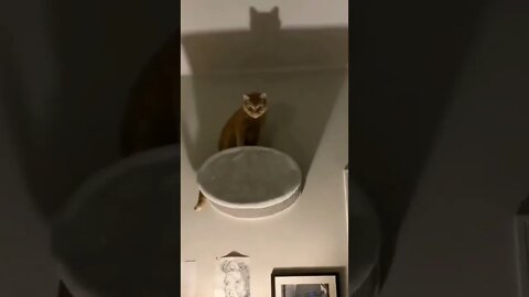 CatManBat on duty 😂 #shorts #shortsvideo