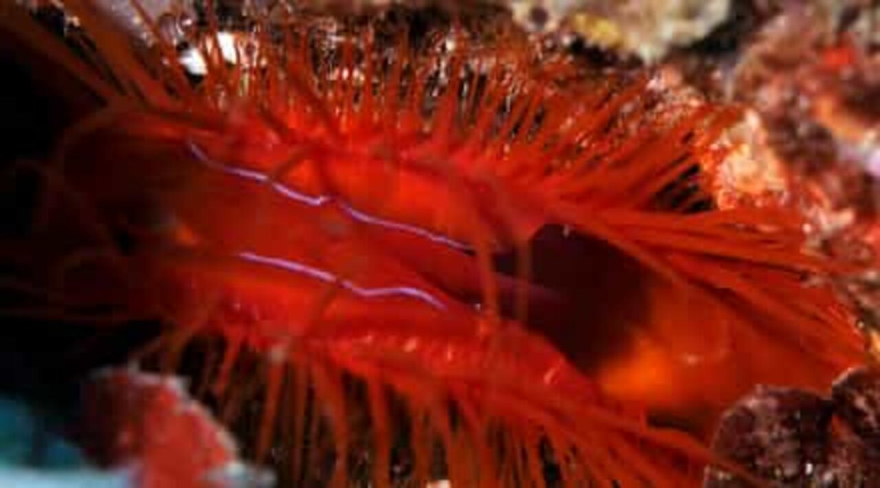 Un incroyable mollusque électrique filmé en Indonésie