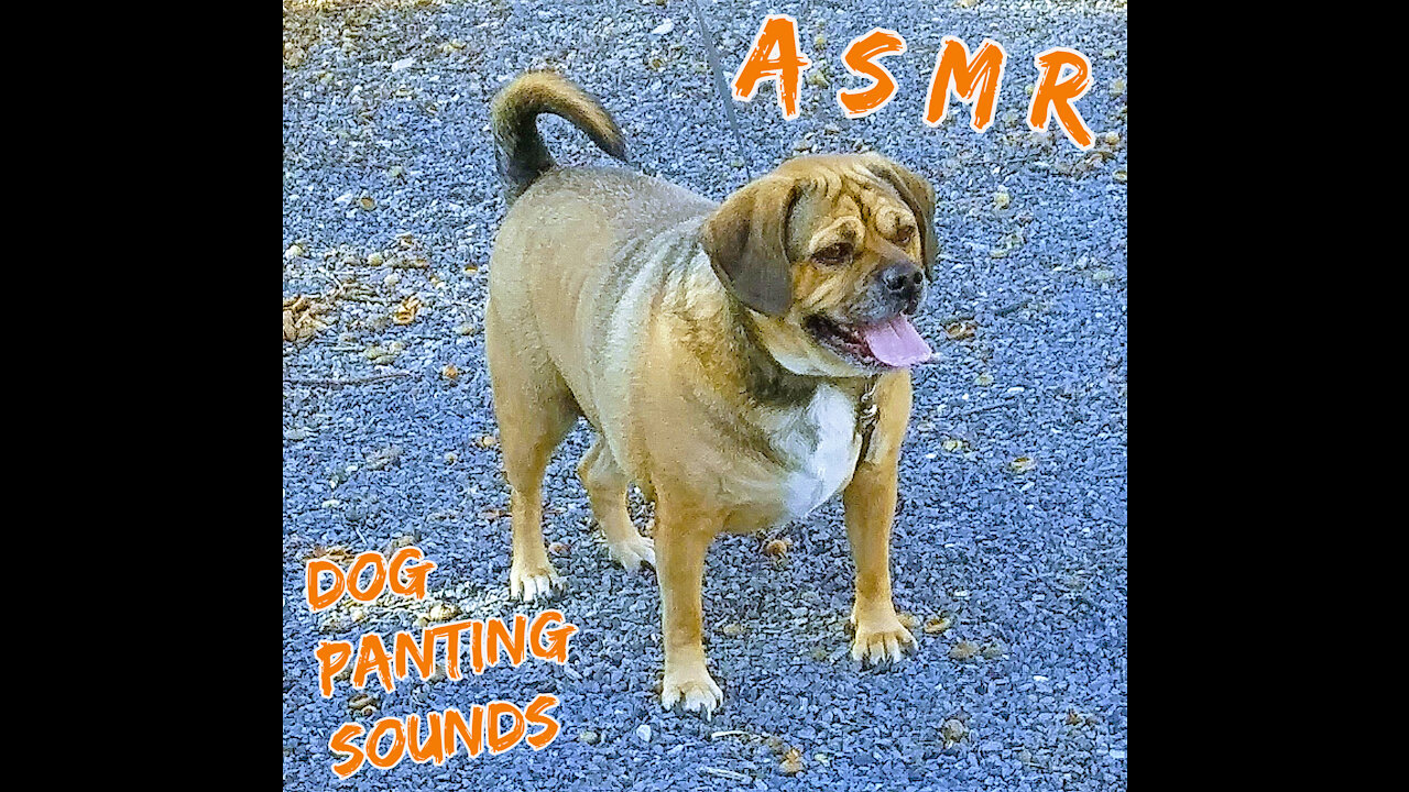 ASMR ~ Dog Panting Sounds