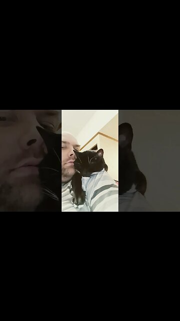 cat shoulder naps #shortsfeed #shortsvideo #youtubeshorts #kittycat #cat #catvideos
