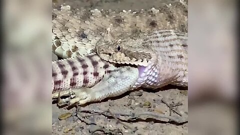 Whoa! Video shows rattlesnake devouring iguana near Picacho Peak