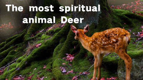 Meet the most spiritual animal deer