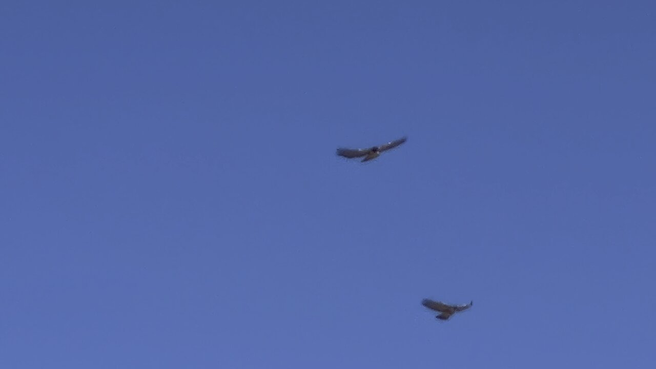 Four Majestic Red Tailed Hawks circling