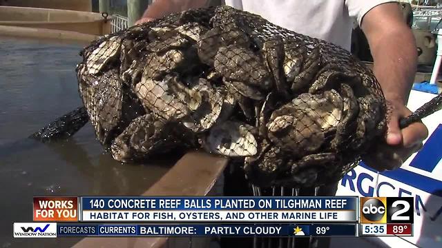 140 concrete reef balls planted on Tilghman Reef