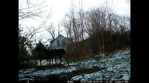 Deer Cam 12-04-2024