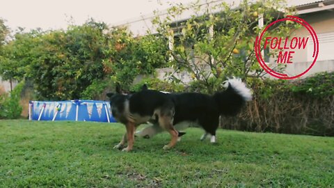 #funny moment dog video EP - 47 and my dog content created 04/04/2024