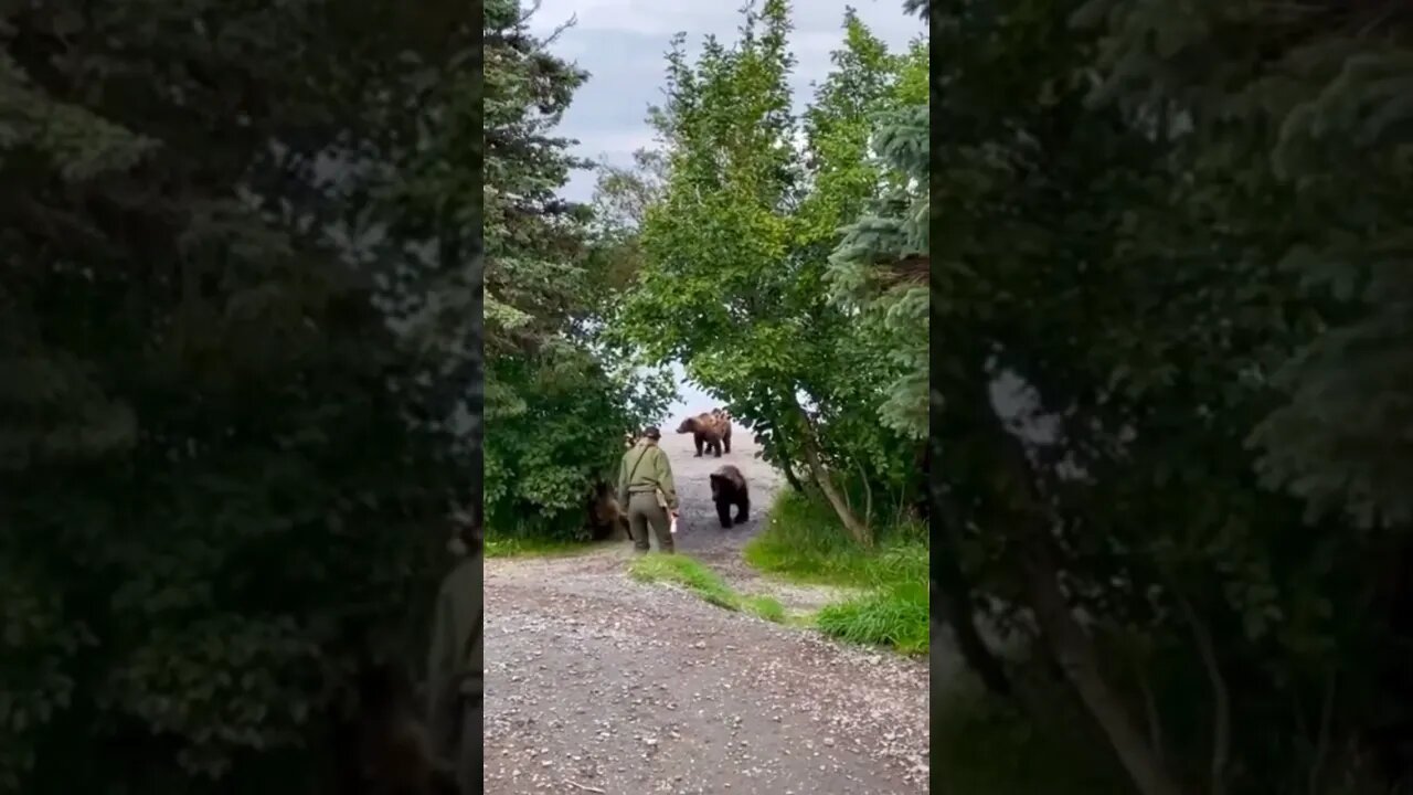 Park Ranger has some balls!#crazyvideo #shorts #grizzlybear #parkranger