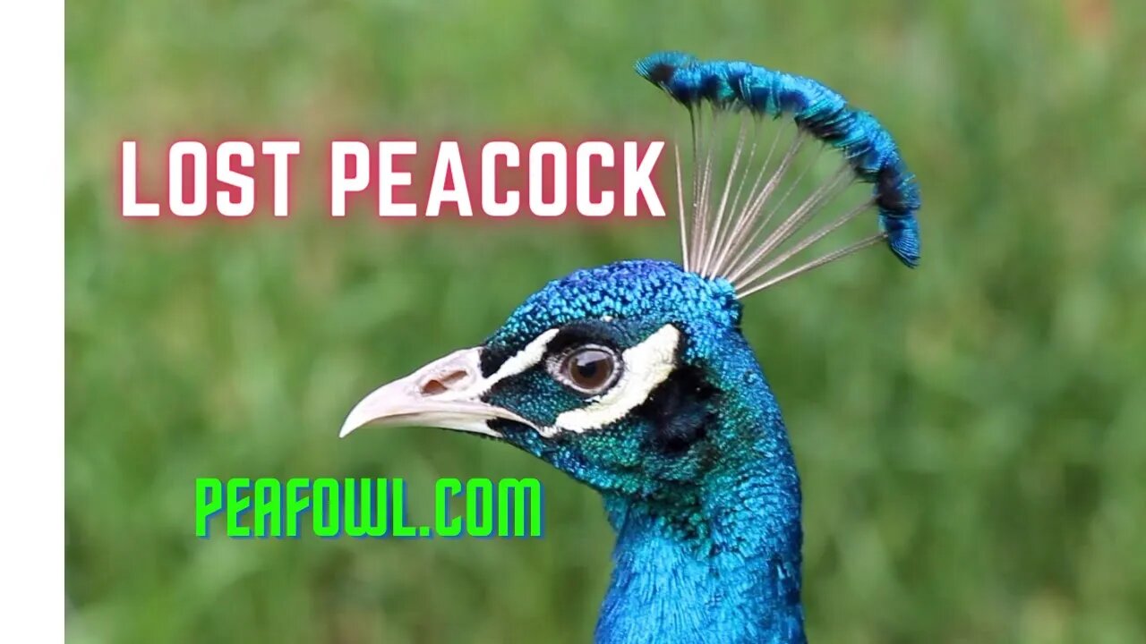 Lost Peacock, Peacock Minute, peafowl.com