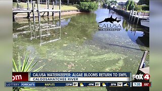 Algae blooms return to Caloosahatchee River