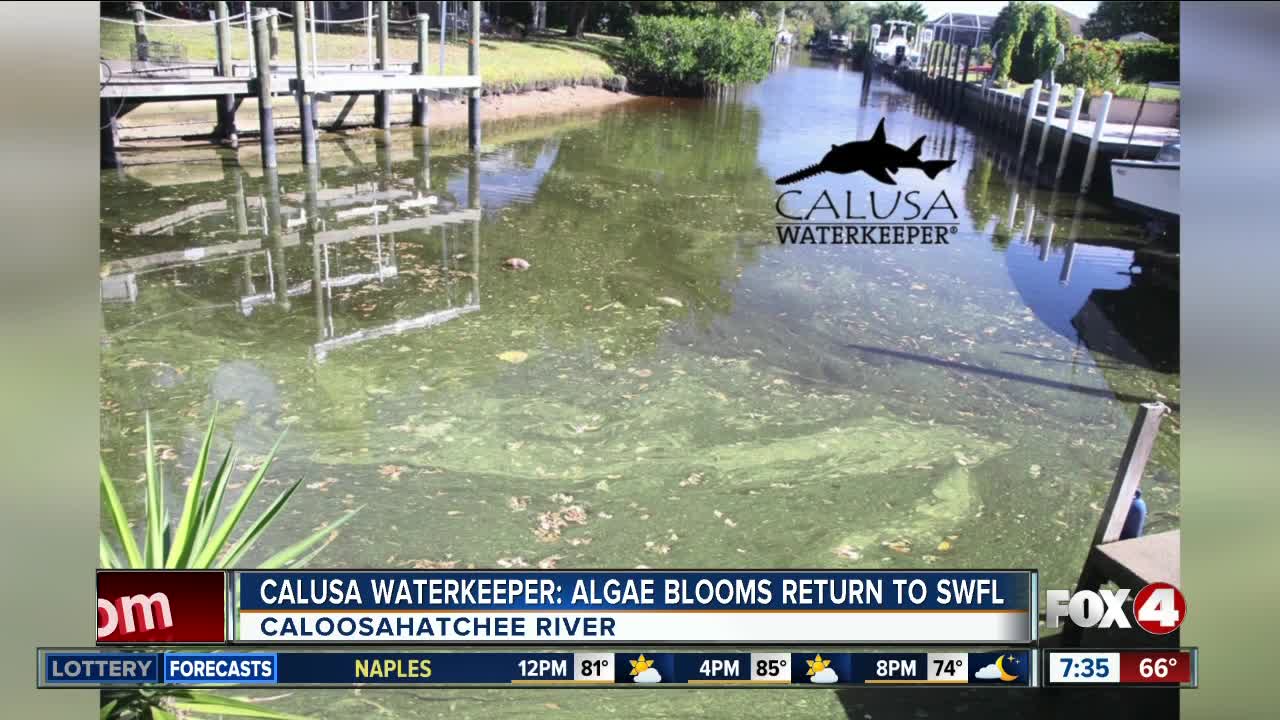 Algae blooms return to Caloosahatchee River