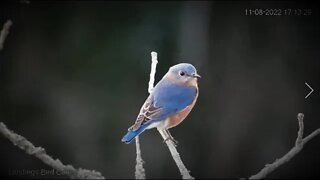 Eastern Bluebird Swayin' in The Breeze 🌳 11/08/22 17:11