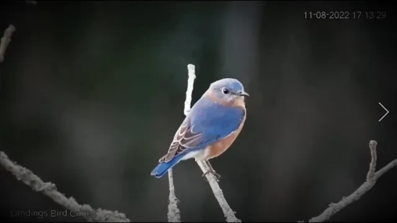 Eastern Bluebird Swayin' in The Breeze 🌳 11/08/22 17:11