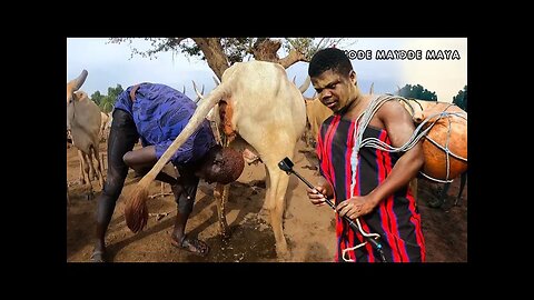 The Remarkable Mundari Tribe Of South Sudan Showers with Cow Urine?