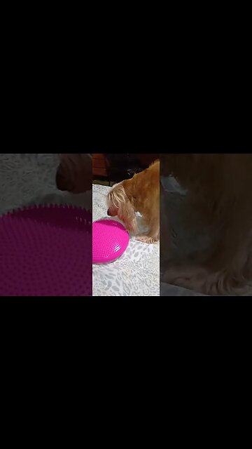 #dogshow , #animals , #dogs , #shorts