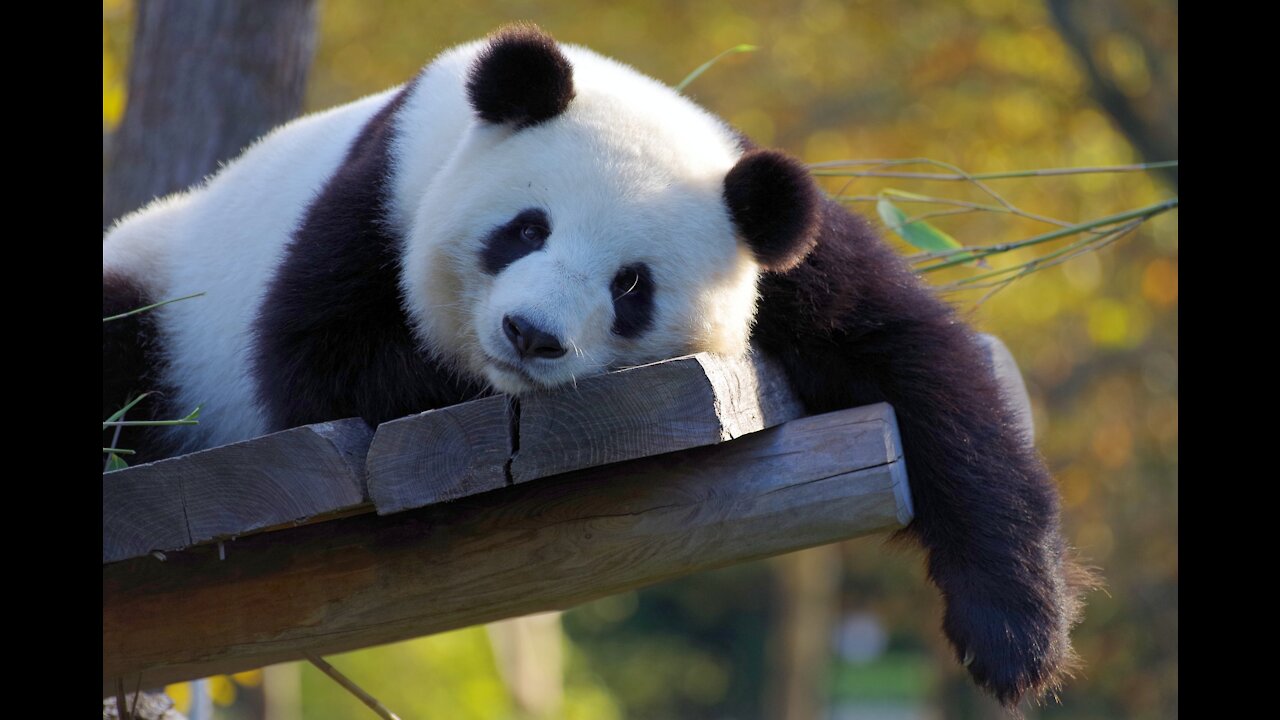 Panda resting on a tree trunk in the forest