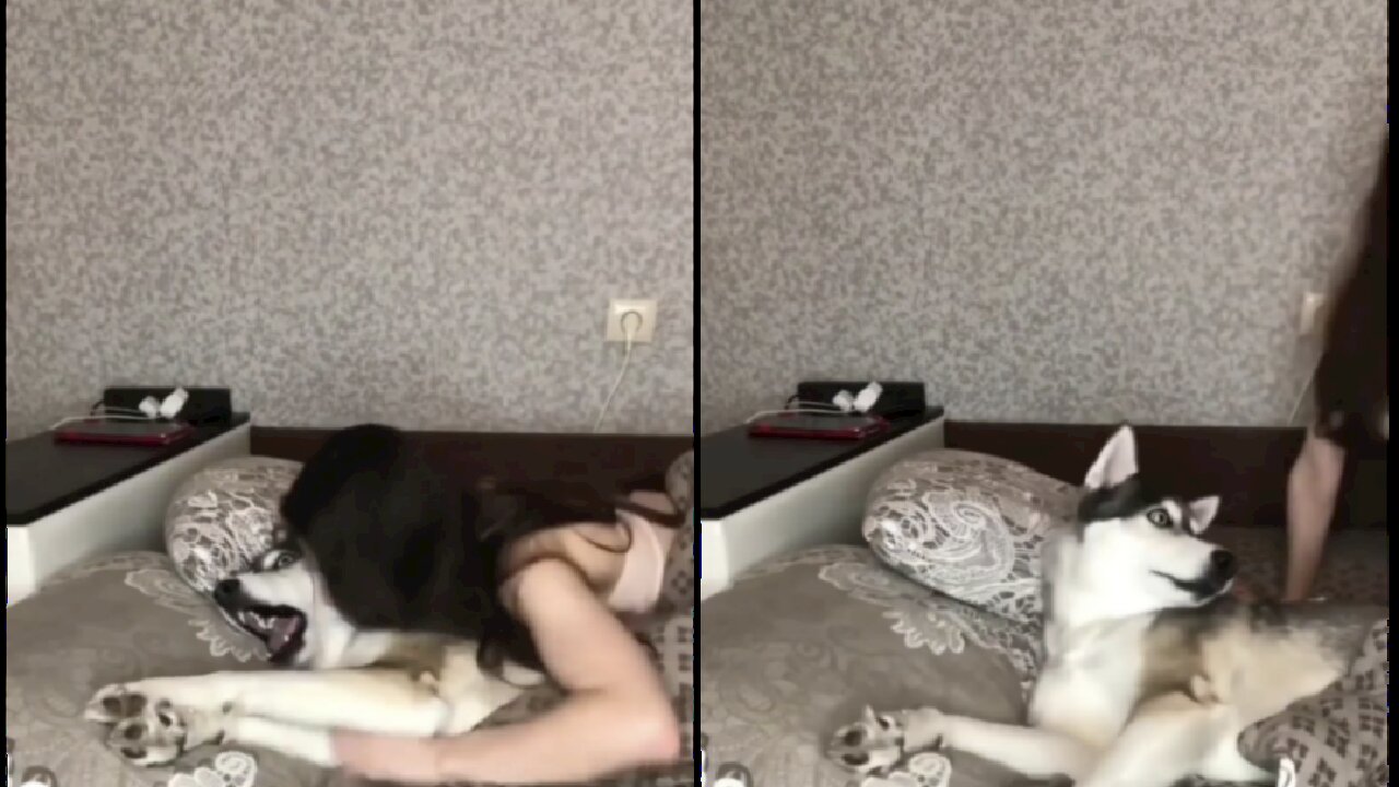 Cute husky howls like a king must watch guys