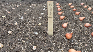 Planting Garlic & Shallots