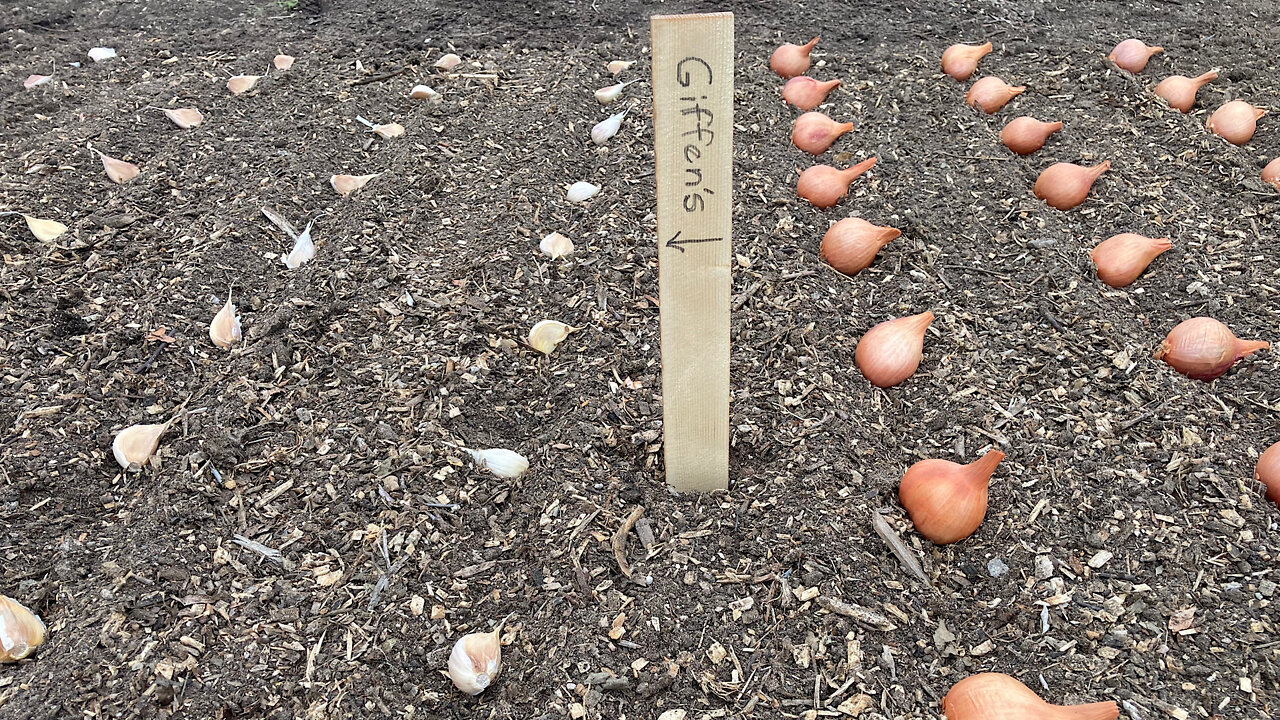 Planting Garlic & Shallots