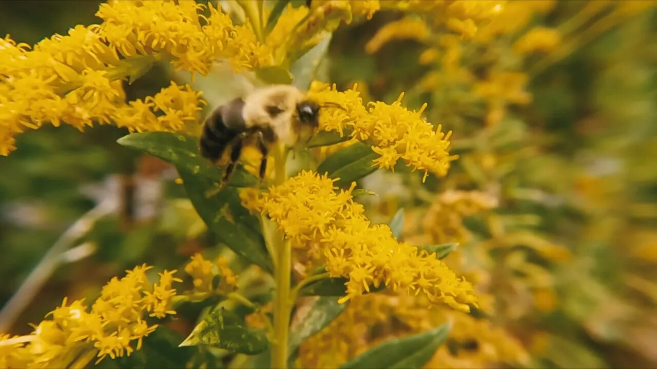 Bees filmed at 240 FPS on a go pro