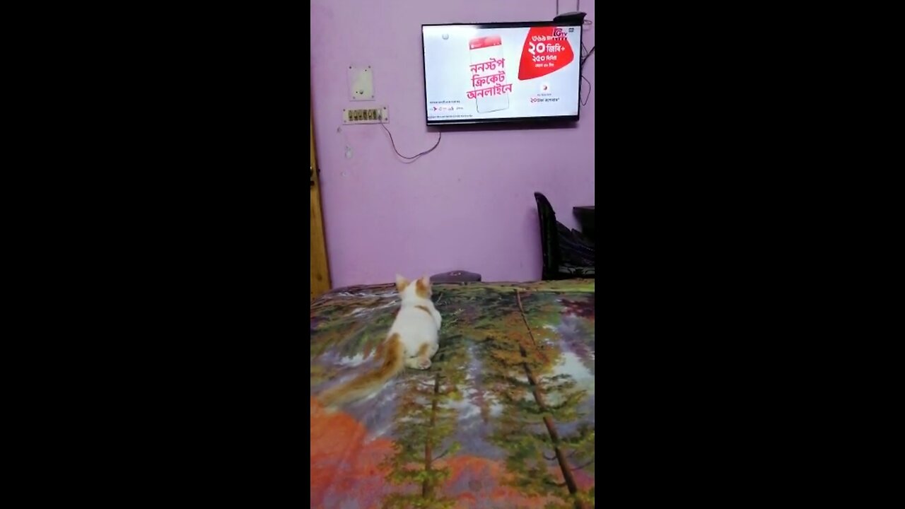 Cute cat watching TV