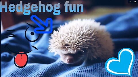 Play Hedgehog Funy 👍🦔🦔🦔🦔 !!