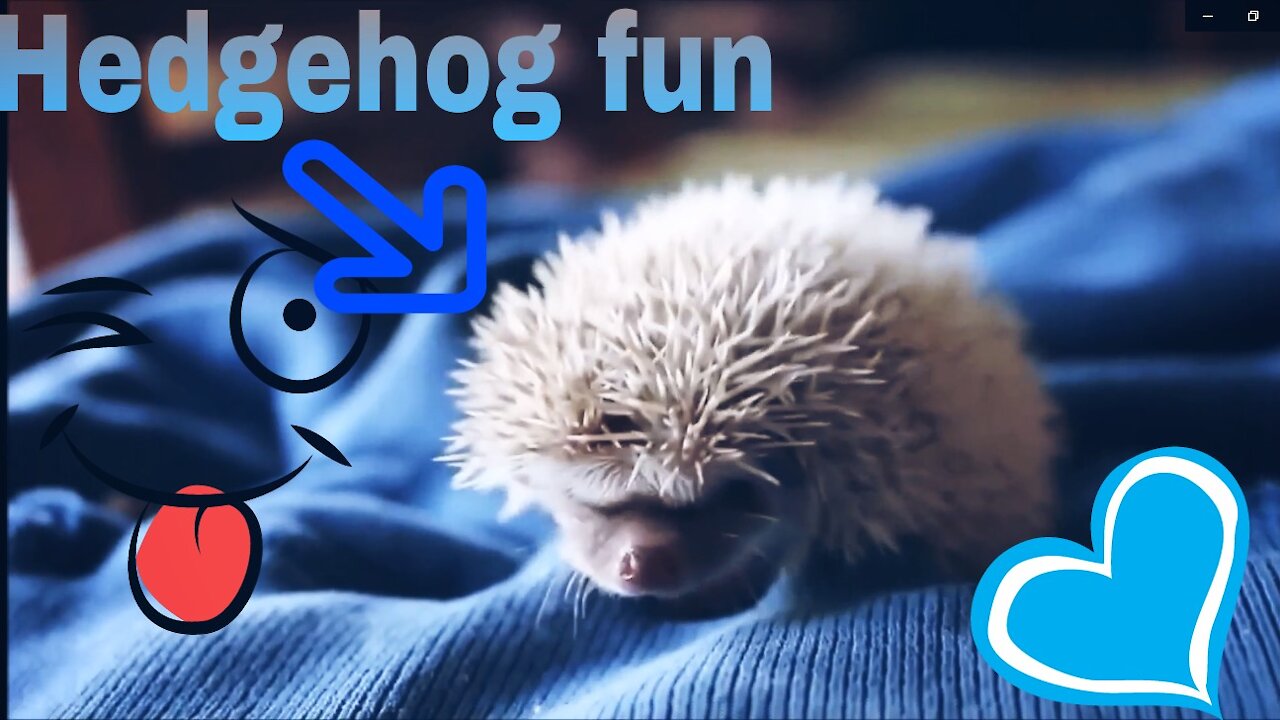 Play Hedgehog Funy 👍🦔🦔🦔🦔 !!