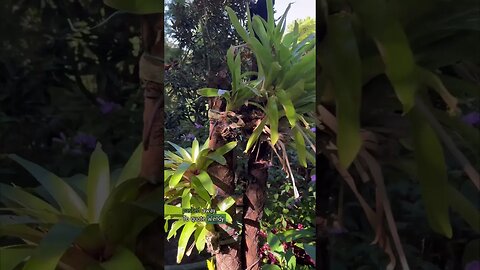 If you are in Sydney, make sure to visit :) #ilovesydney #indoorplants