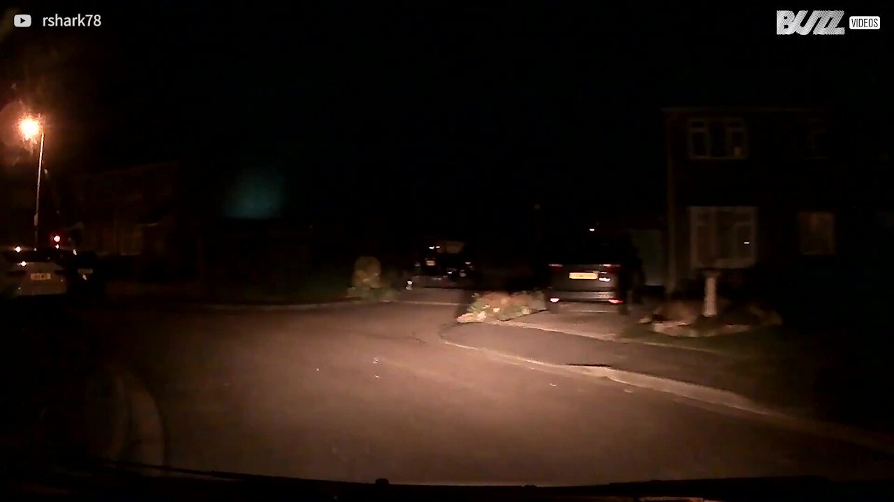 Ce chat refuse de laisser passer la voiture de son maître