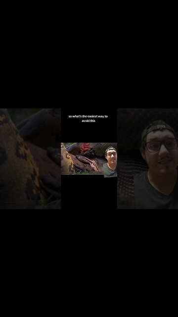 Anacondas can go a LONG TIME without eating