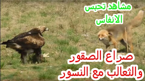 صراع الصقور والنسور مع الثعالب المفترسة _ من الاقوى ؟(720P_HD)