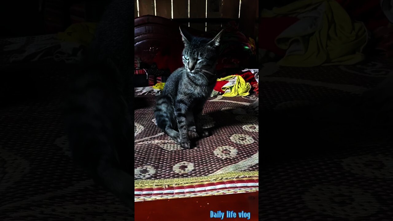 good cat takes care of itself