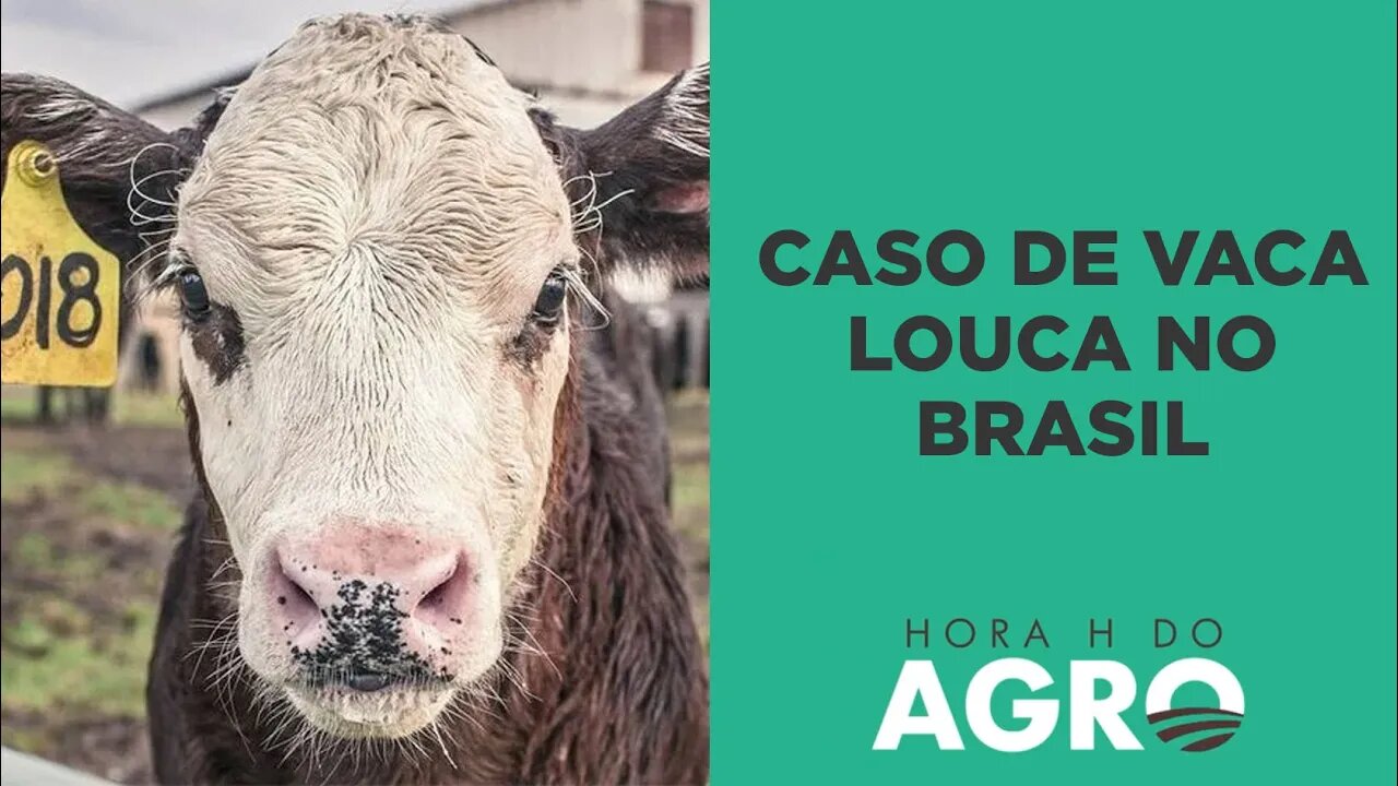 Vaca louca: preço da carne bovina vai cair para o consumidor final? | HORA H DO AGRO