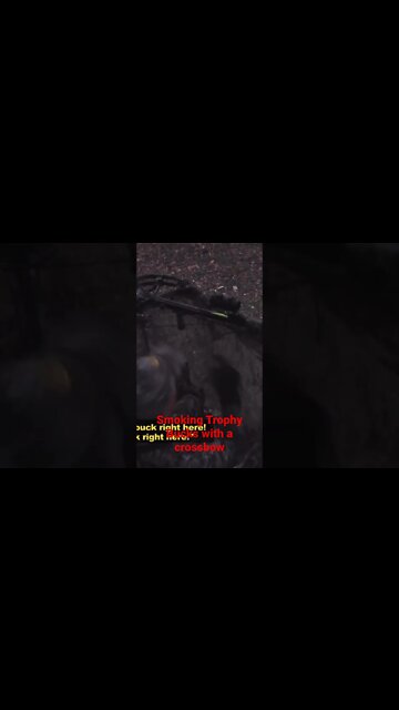 #shorts #crossbow #hunting #archery #bowhunting #whitetaildeer #deer #traditionalarchery #bow #arrow
