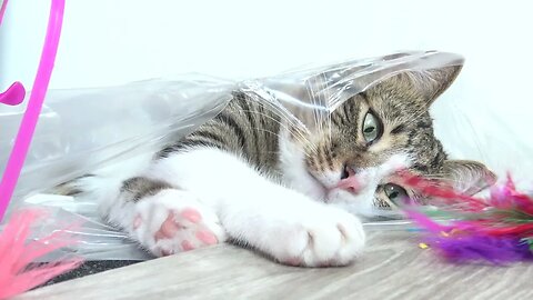 Funny Cat Plays from a Plastic Bag
