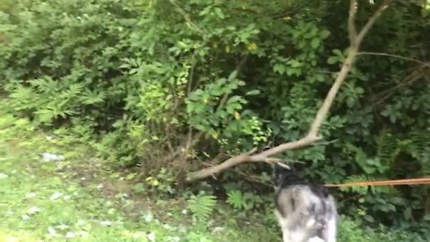 Playful fox