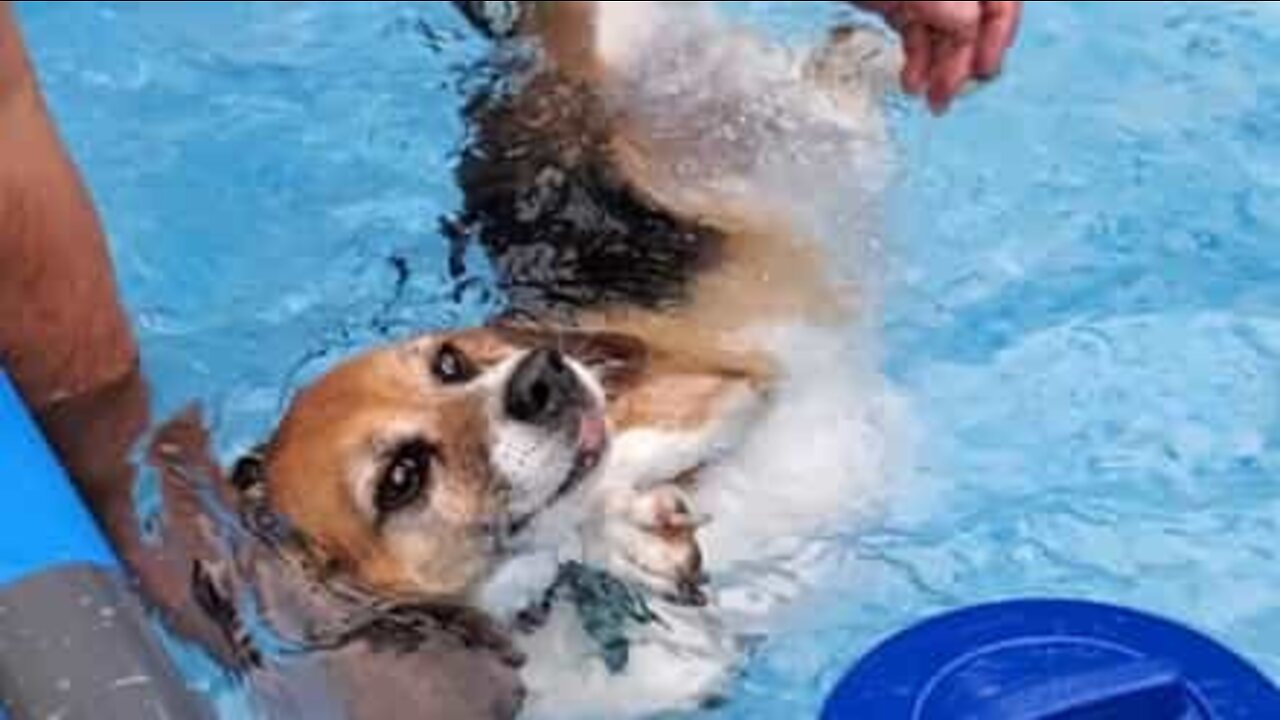 Tudo que essa cadela quer é boiar na piscina