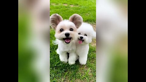 I love cute 🥰 cats and dogs cute pets 🐕 baby 😍