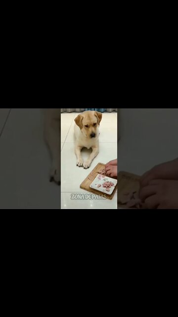 PENSA EM UM CACHORRO ESPERTO