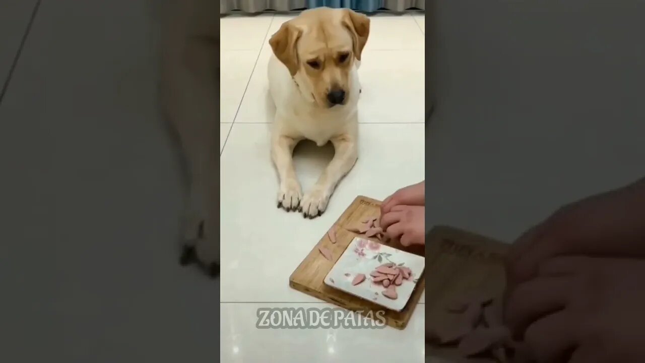 PENSA EM UM CACHORRO ESPERTO