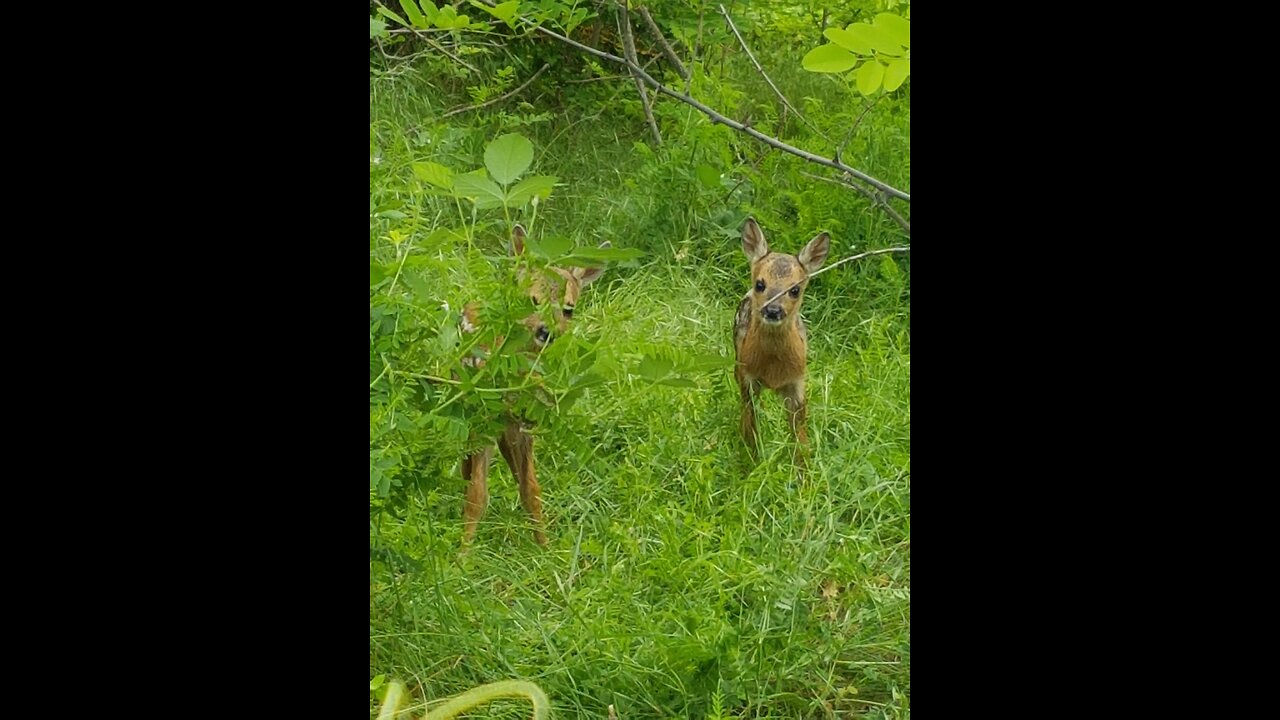 Cute Baby deers terrified in the woods (bambi)